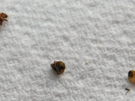 Pánico en París por plaga de chinches: Reportan escuelas, buses y trenes infectados