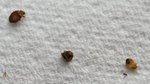 Imagen de referencia.