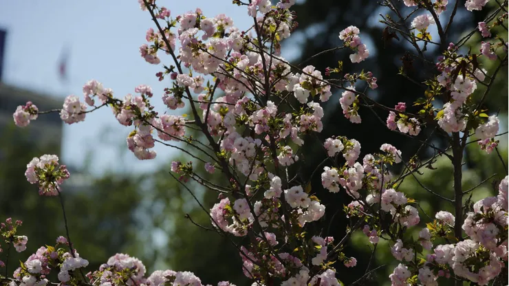 Primavera en Chile 2023.