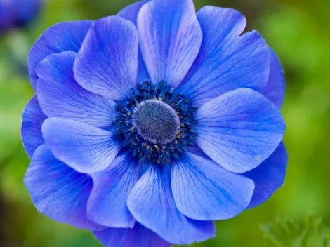 ¿Por qué se regalan flores azules y qué día de octubre?