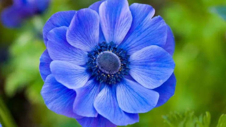 Tradición de las flores azules
