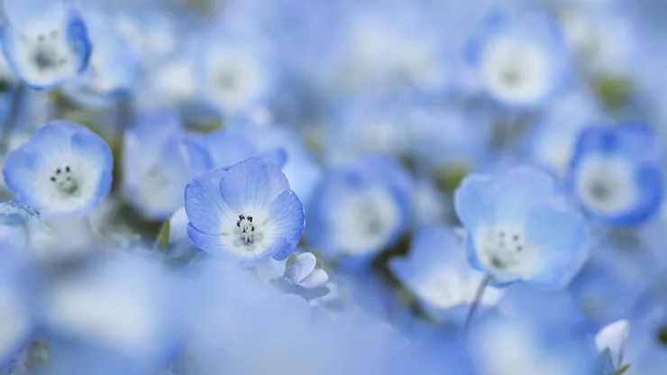 Conoce qué día y cuál es el motivo de regalas flores azules en Chile.