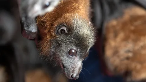 Confirman nuevo caso de murciélago en un colegio