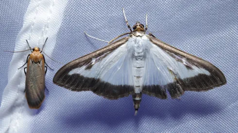 ¿Cómo sacar a las polillas de mi casa? Mira los desconocidos trucos.