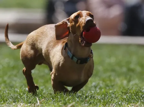 ¿Cómo adoptar una mascota?