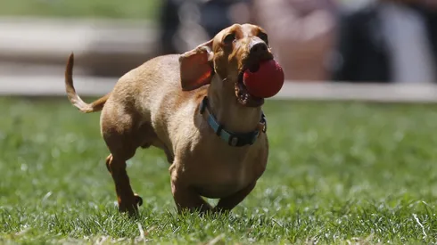 Vida diaria en Santiago. Personas pasean a sus mascotas.