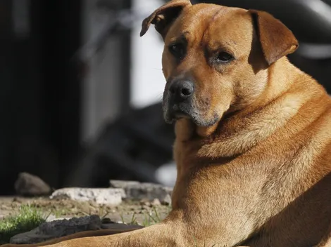 ¿Por qué los animales se asustan con los fuegos artificiales?