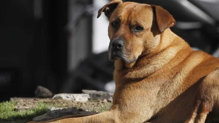 Perros en Chile.