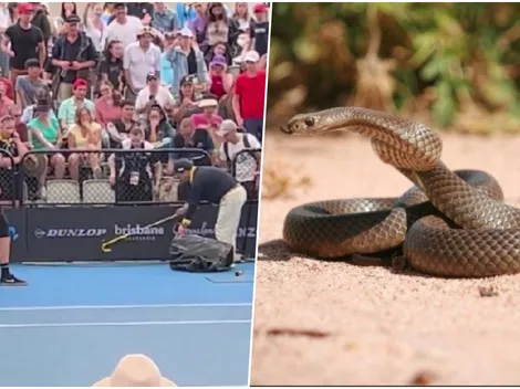 Pánico en Brisbane: serpiente venenosa aparece en plena cancha