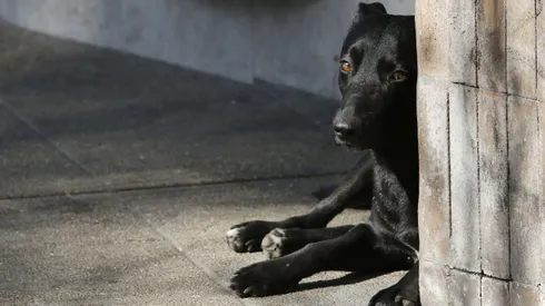 ¿Por qué los fuegos artificiales les hacen mal a las mascotas?
