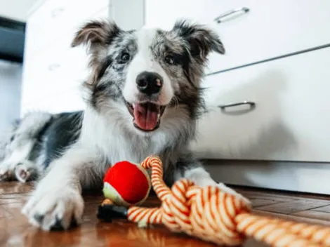 ¿Cuál es la nueva campaña del Gobierno de tenencia responsable de mascotas?