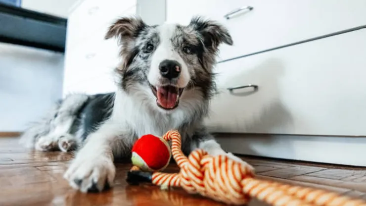 Tenencia responsable de mascotas