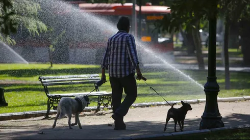 Persona paseando a sus perros.