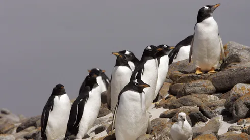 ¿Puede contagiarse en humanos? Preocupación por casos de gripe aviar.