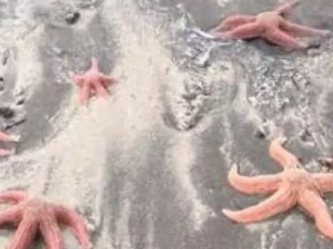 Video: Registran estrellas de mar varadas en playa chilena