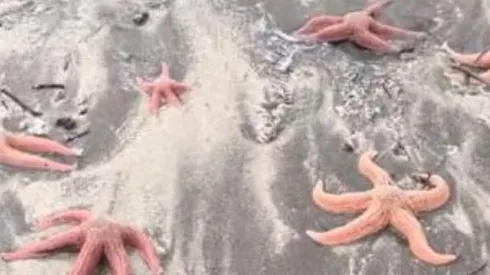 Video: Registran estrellas de mar varadas en playa chilena.