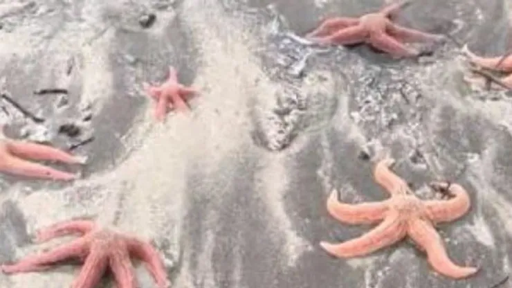 Video: Registran estrellas de mar varadas en playa chilena.