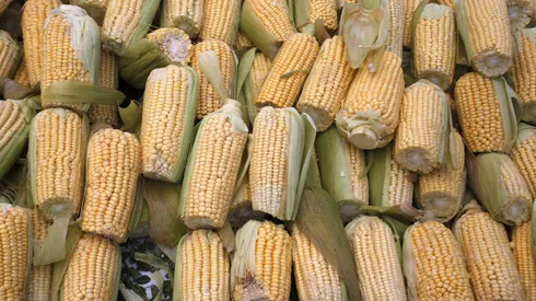 El choclo es una de las verduras protagonistas del verano.