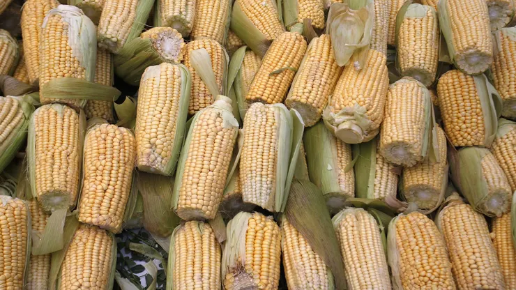El choclo es una de las verduras protagonistas del verano.