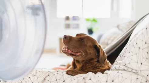Cuida a tu mascota del calor