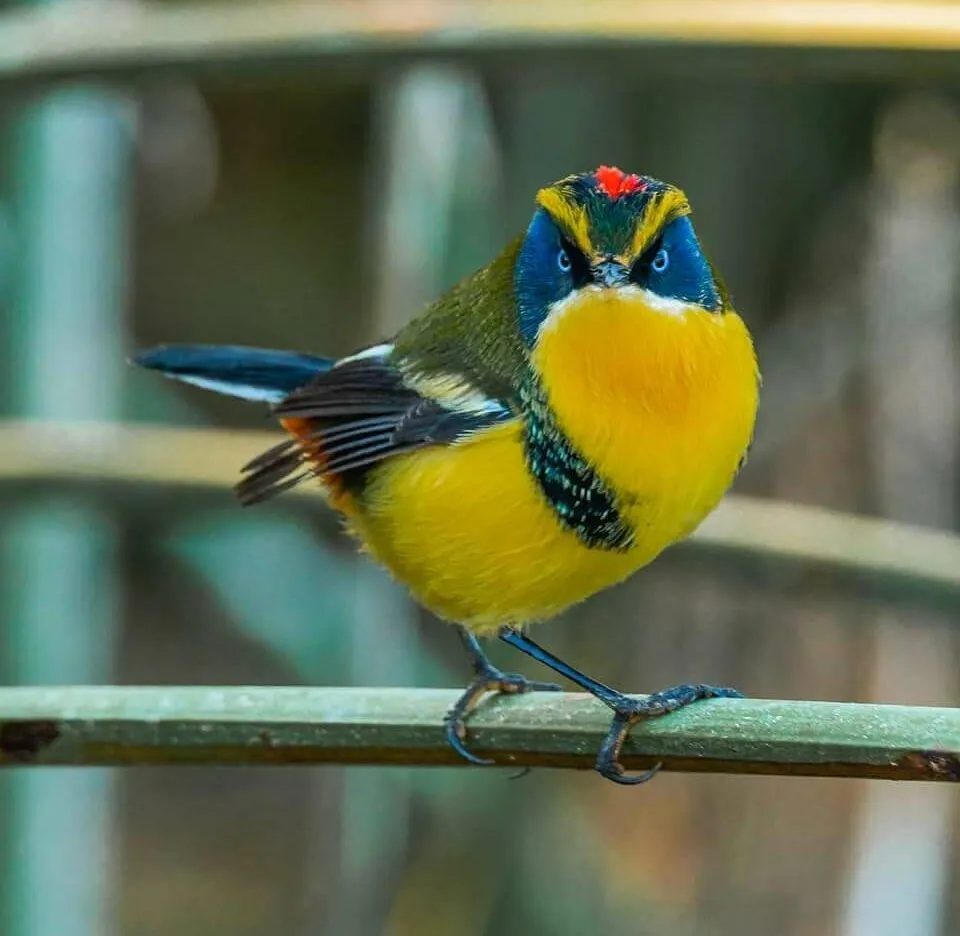 Tachuris rubrigastra