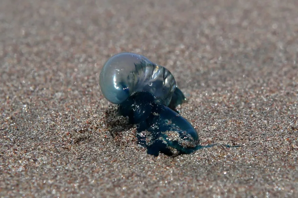 La Serena, 04 de Enero de 2022
Prohibicin de baarse en Playas de La Serena entre el Faro y Peuelas por presencia de fragata portuguesa. 
Hernan Contreras/Aton Chile
04-01-22