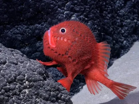 Descubren más de 100 nuevas especies en montañas submarinas en Chile