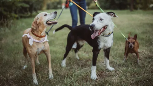 Cuida a tu mascotas del calor