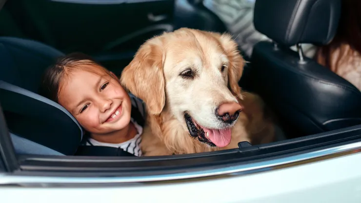 Viajes seguros con mascotas