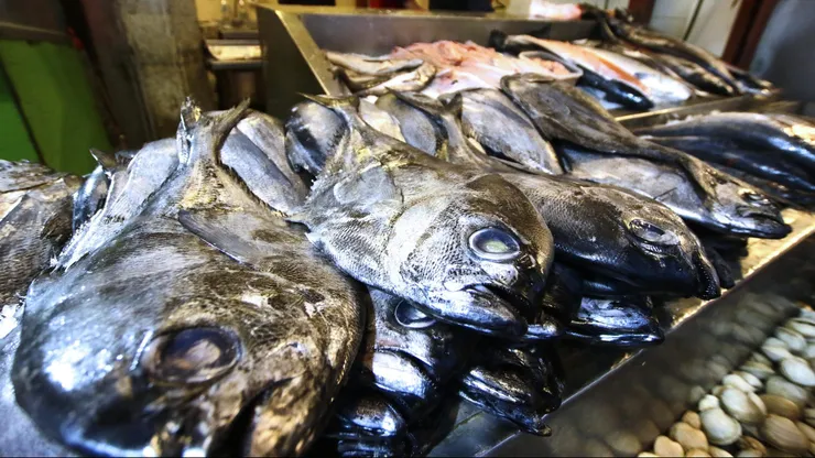 ¿Una alternativa al pescado? Gobierno advierte alza en los precios por Semana Santa
