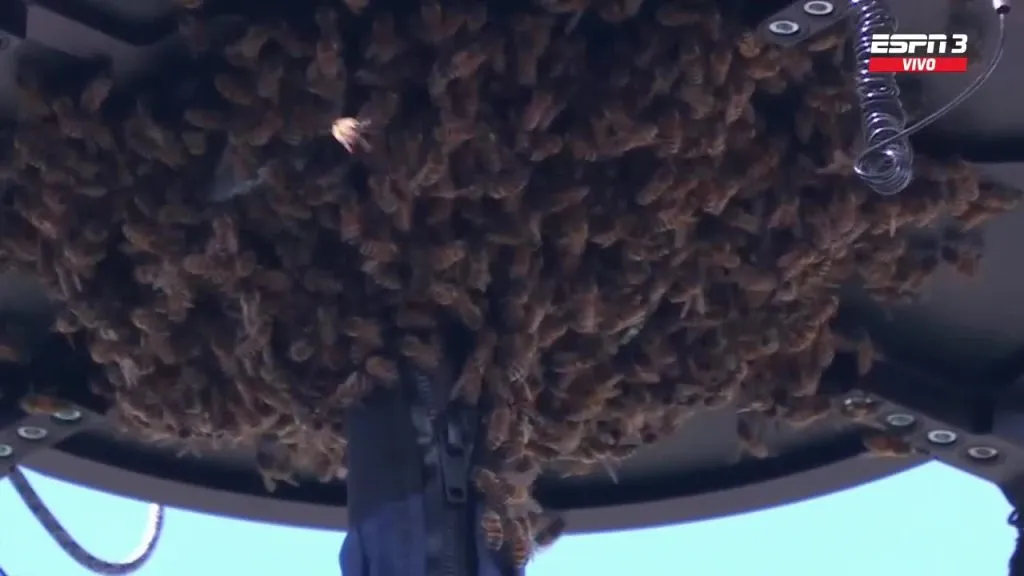 Invasión de abejas en Indian Wells.