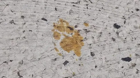 Registro de las huellas que dejó el gato antes de desaparecer.