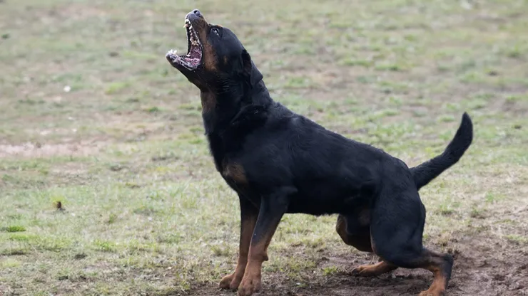 Perro