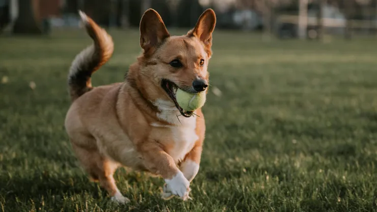 Nombres de mascotas más comunes