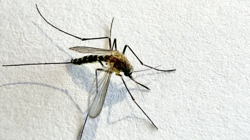 Mosquito isolated on white paper background Aedes aegypti Mosquito.