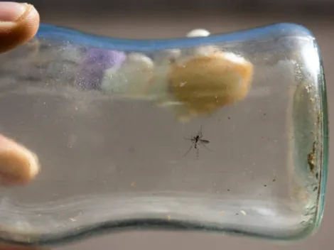 ¿Por qué es peligroso el dengue? Detectan casos en Los Andes