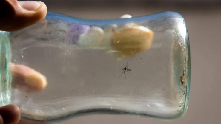 Dengue