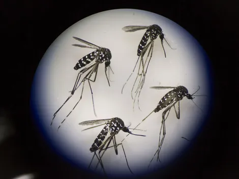 ¿Cómo se contagia el dengue? Alerta por gran aumento de casos