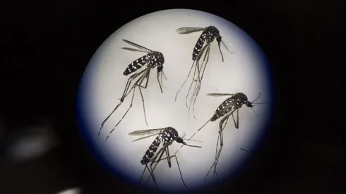 Dengue