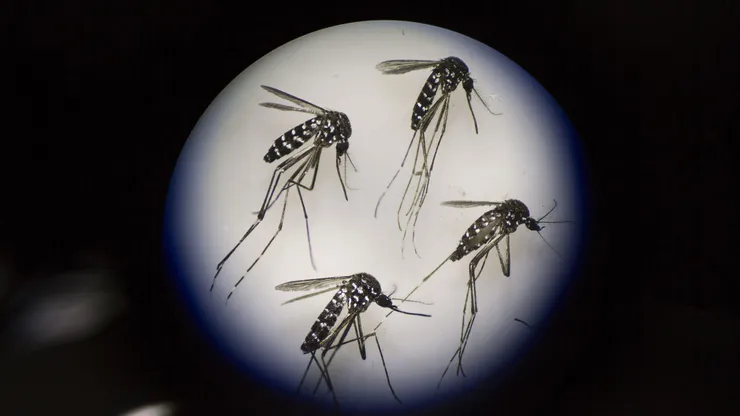 Dengue