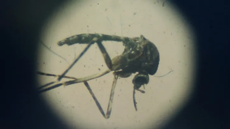 Mosquito del dengue