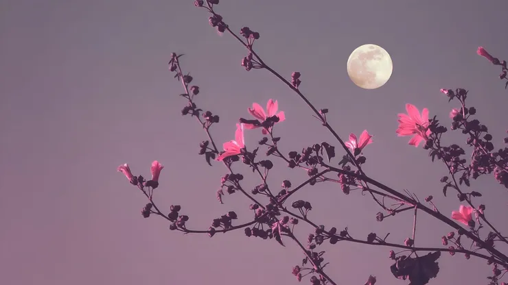 Luna de Flores