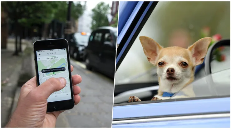 Uber Pet llega a Chile