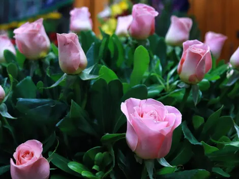 ¿Cuándo es el Día de la Madre y por qué hay dos fechas?