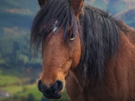 ¿La anemia infecciosa equina es contagiosa?
