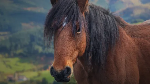 Caballo (imagen referencial)