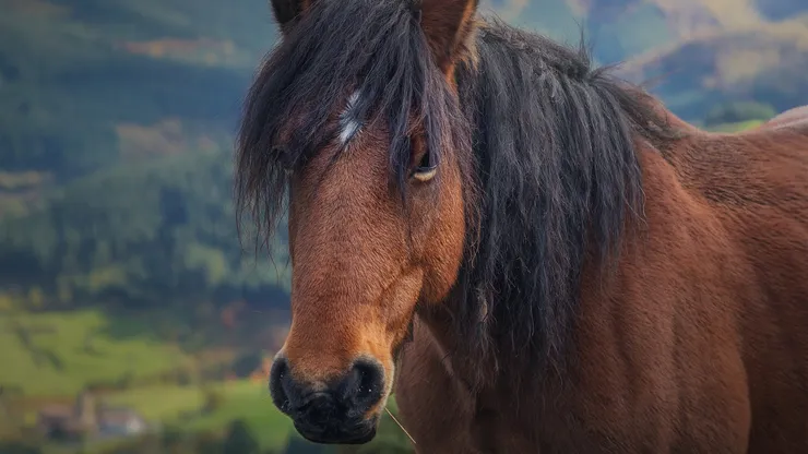 Caballo (imagen referencial)