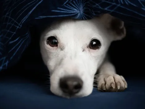 ¿Cómo y dónde adoptar un perro?