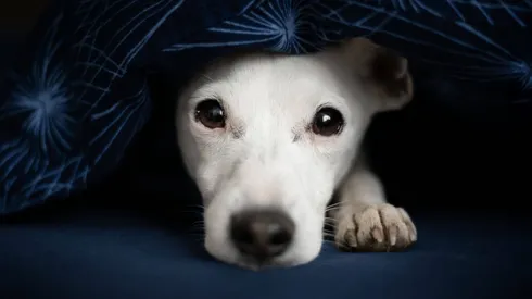 Terrier blanco tumbado bajo la ropa de cama.