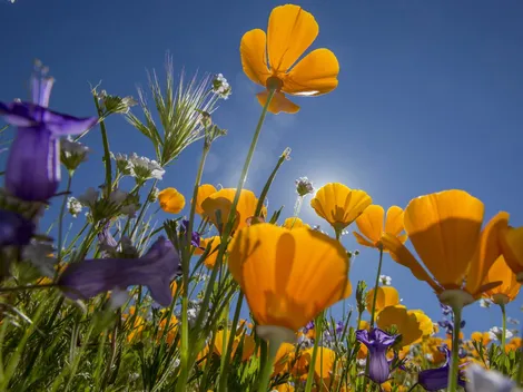¿Cuánto falta para la primavera en Chile?
